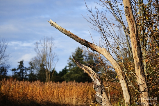 Autumn_hike_around_Zuid_Kennemerland_Nature_Landscape_Netherlands_nature_Photography_Canon_EOS_R5_Mark_II_2025_001.JPG