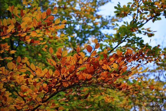 Autumn_hike_around_Zuid_Kennemerland_Nature_Landscape_Netherlands_nature_Photography_Canon_EOS_R5_Mark_II_2025_006.JPG