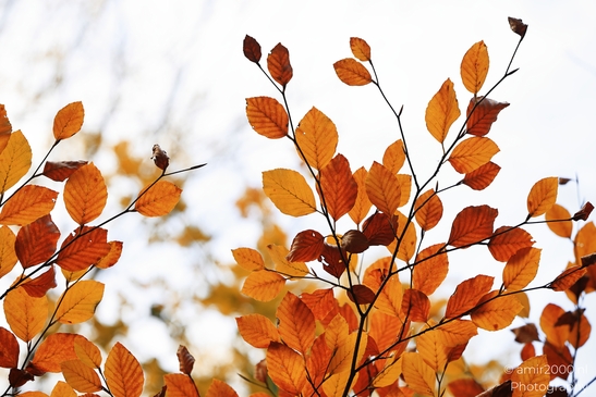 Autumn_hike_around_Zuid_Kennemerland_Nature_Landscape_Netherlands_nature_Photography_Canon_EOS_R5_Mark_II_2025_007.JPG