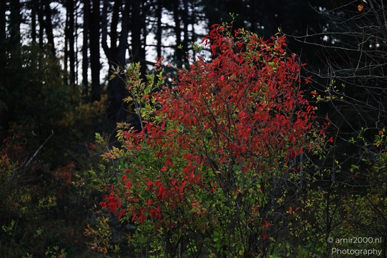 Autumn_hike_around_Zuid_Kennemerland_Nature_Landscape_Netherlands_nature_Photography_Canon_EOS_R5_Mark_II_2025_008.JPG