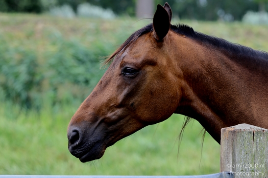 Bay_Horse_Head_Close_Up_Animal_Photography_Nature_Photography_Canon_EOS_R5_Mark_II_2025_002.JPG