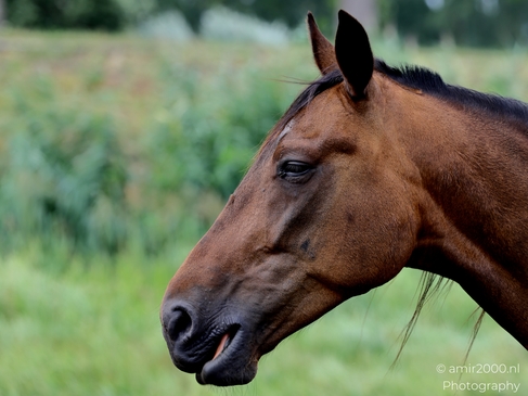 Bay_Horse_Head_Close_Up_Animal_Photography_Nature_Photography_Canon_EOS_R5_Mark_II_2025_003.JPG