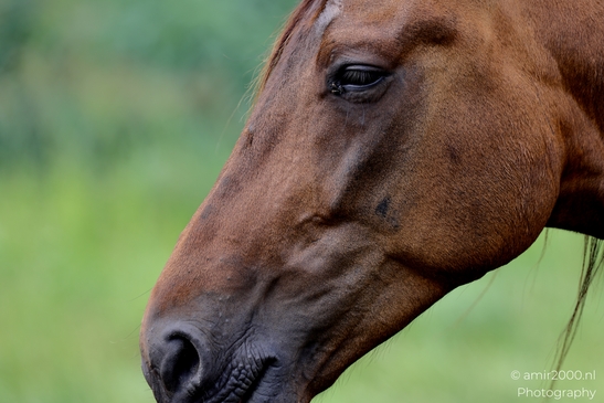 Bay_Horse_Head_Close_Up_Animal_Photography_Nature_Photography_Canon_EOS_R5_Mark_II_2025_004.JPG