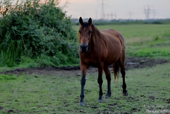 Bay_horse_in_evening_pasture_series_Animal_Photography_Nature_Photography_Canon_EOS_R5_Mark_II_2025_001.JPG