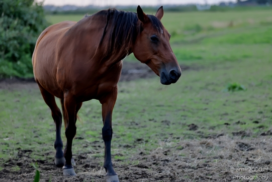 Bay_horse_in_evening_pasture_series_Animal_Photography_Nature_Photography_Canon_EOS_R5_Mark_II_2025_002.JPG