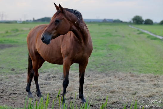 Bay_horse_in_evening_pasture_series_Animal_Photography_Nature_Photography_Canon_EOS_R5_Mark_II_2025_003.JPG
