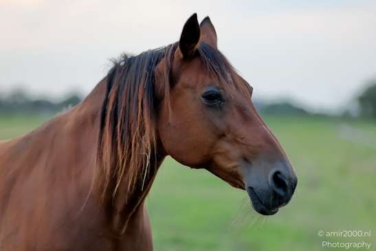 Bay_horse_in_evening_pasture_series_Animal_Photography_Nature_Photography_Canon_EOS_R5_Mark_II_2025_005.JPG