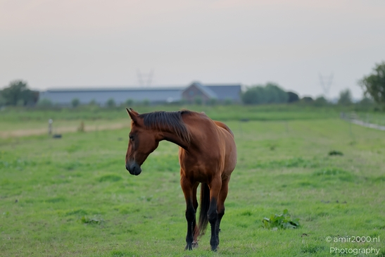 Bay_horse_in_evening_pasture_series_Animal_Photography_Nature_Photography_Canon_EOS_R5_Mark_II_2025_006.JPG