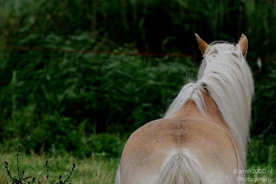 Bay_horse_portraits_and_profiles_near_pasture_fence_Animal_Photography_Nature_Landscape_Photography_Canon_EOS_R5_Mark_II_2025_001.JPG