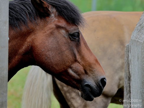 Bay_horse_portraits_and_profiles_near_pasture_fence_Animal_Photography_Nature_Landscape_Photography_Canon_EOS_R5_Mark_II_2025_002.JPG