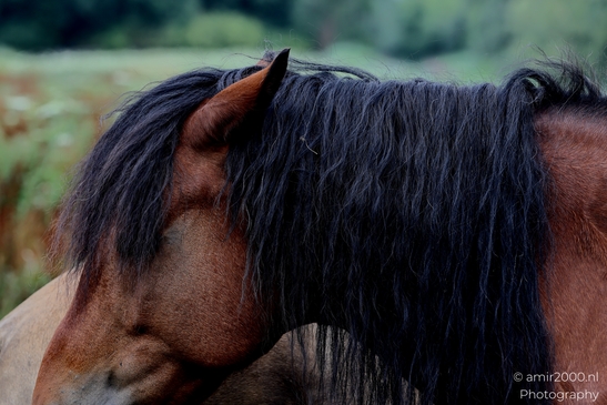 Bay_horse_portraits_and_profiles_near_pasture_fence_Animal_Photography_Nature_Landscape_Photography_Canon_EOS_R5_Mark_II_2025_004.JPG