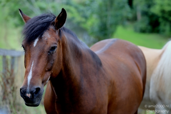 Bay_horse_portraits_and_profiles_near_pasture_fence_Animal_Photography_Nature_Landscape_Photography_Canon_EOS_R5_Mark_II_2025_005.JPG