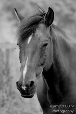 Bay_horse_portraits_in_Black_and_White_Animal_Photography_Nature_Landscape_Photography_Canon_EOS_R5_Mark_II_2025_001.JPG