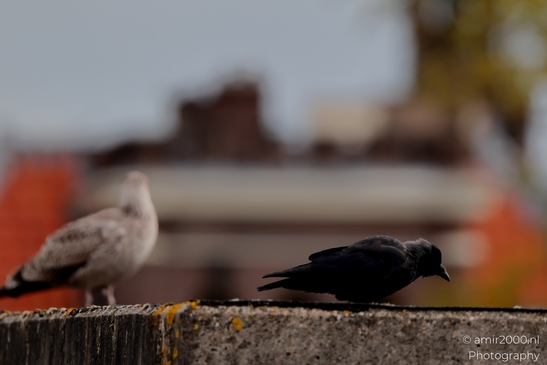 Birds_On_Roof_Birds_Photography_Nature_Photography_Canon_EOS_R5_Mark_II_2025_001.JPG