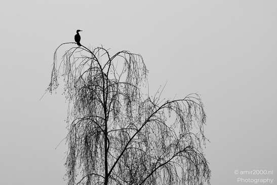 A solitary cormorant perched on a bare tree against an overcast sky. - image from year 2025 #001
