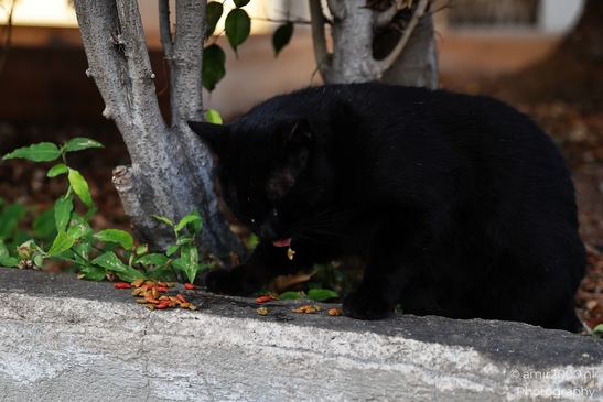 Black_Cat_Feeding_On_Outdoor_Edible_Seeds_Tel_Aviv_Jaffa_Israel_Animal_Photography_nature_Photography_Canon_EOS_R5_Mark_II_2025_001.JPG