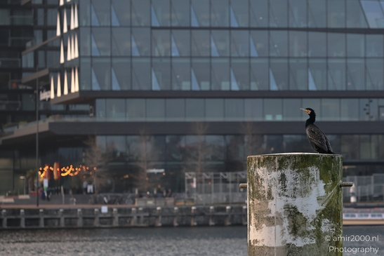 A black cormorant perched on a post in Amsterdam's waterfront district. - image from year 2025 #001