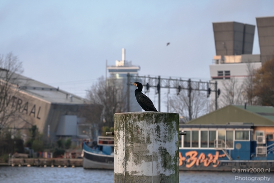 A solitary cormorant, perched atop a weathered post against an urban backdrop in Amsterdam. - image from year 2025 #002
