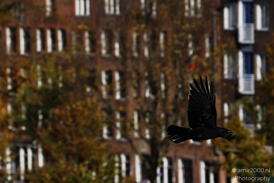 Black_Crow_Landing_On_Chimney_In_Amsterdam_Birds_Photography_nature_Photography_Canon_EOS_R5_Mark_II_2025_001.JPG