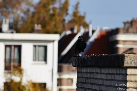 Black_Crow_Landing_On_Chimney_In_Amsterdam_Birds_Photography_nature_Photography_Canon_EOS_R5_Mark_II_2025_002.JPG