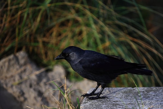 Black_Crow_On_Weathered_Post_In_Zandvoort_Beach_Birds_Photography_nature_Photography_Canon_EOS_R5_Mark_II_2025_002.JPG