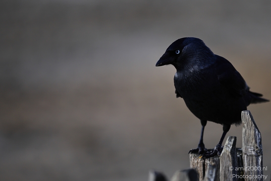 Black_Crow_On_Weathered_Post_In_Zandvoort_Beach_Birds_Photography_nature_Photography_Canon_EOS_R5_Mark_II_2025_003.JPG