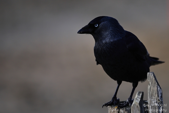 Black_Crow_On_Weathered_Post_In_Zandvoort_Beach_Birds_Photography_nature_Photography_Canon_EOS_R5_Mark_II_2025_004.JPG