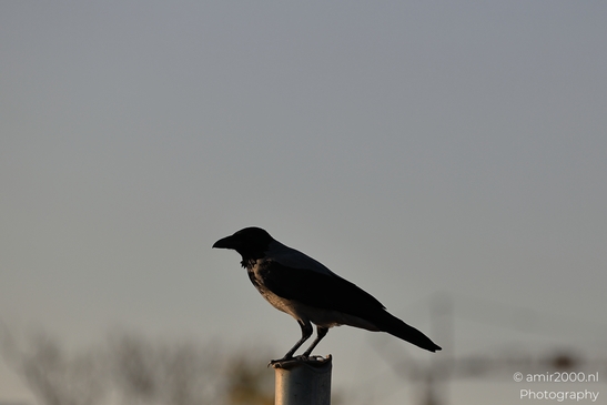 Black_Crow_Perched_On_Post_At_Dusk_In_Park_Ariel_Sharon_Birds_Photography_nature_Photography_Canon_EOS_R5_Mark_II_2025_001.JPG