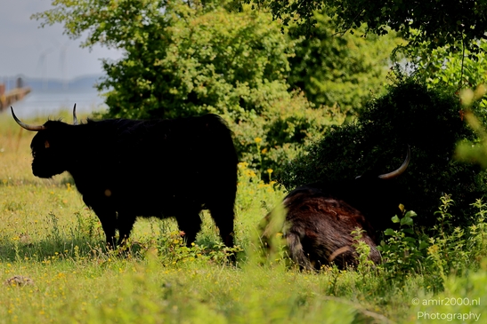 Black_Highland_Cattle_Grazing_Animal_Photography_Nature_Photography_Canon_EOS_R5_Mark_II_2025_001.JPG