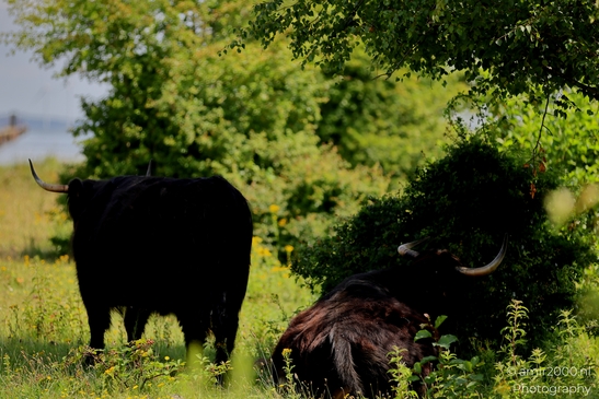Black_Highland_Cattle_Grazing_Animal_Photography_Nature_Photography_Canon_EOS_R5_Mark_II_2025_002.JPG