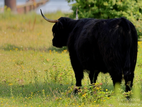 Black_Highland_Cattle_Grazing_Animal_Photography_Nature_Photography_Canon_EOS_R5_Mark_II_2025_003.JPG