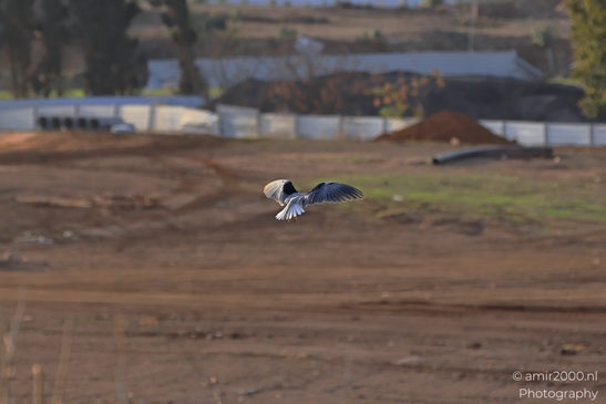 Black_Winged_Kite_Hovering_In_Ariel_Sharon_Park_Birds_Photography_nature_Photography_Canon_EOS_R5_Mark_II_2025_002.JPG