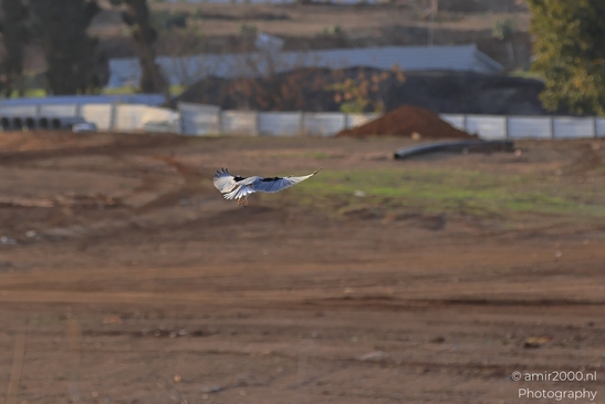 Black_Winged_Kite_Hovering_In_Ariel_Sharon_Park_Birds_Photography_nature_Photography_Canon_EOS_R5_Mark_II_2025_003.JPG