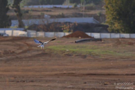 Black_Winged_Kite_Hovering_In_Ariel_Sharon_Park_Birds_Photography_nature_Photography_Canon_EOS_R5_Mark_II_2025_004.JPG