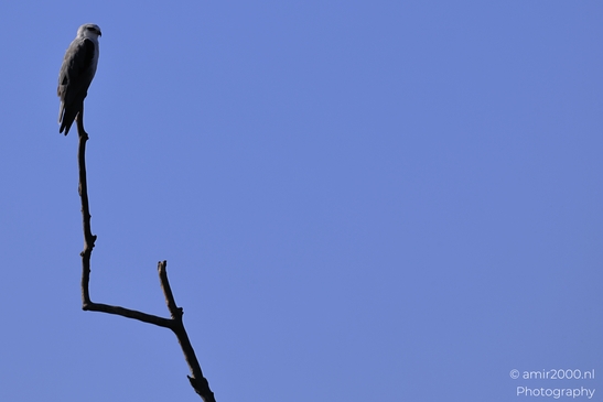 Black_Winged_Kite_Perched_In_Hula_Nature_Reserve_Birds_Photography_nature_Photography_Canon_EOS_R5_Mark_II_2025_001.JPG