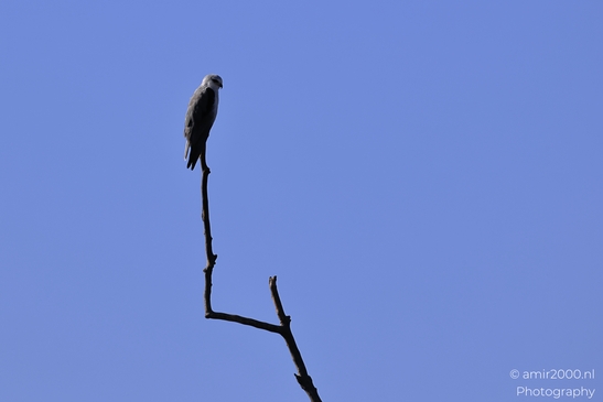 Black_Winged_Kite_Perched_In_Hula_Nature_Reserve_Birds_Photography_nature_Photography_Canon_EOS_R5_Mark_II_2025_002.JPG