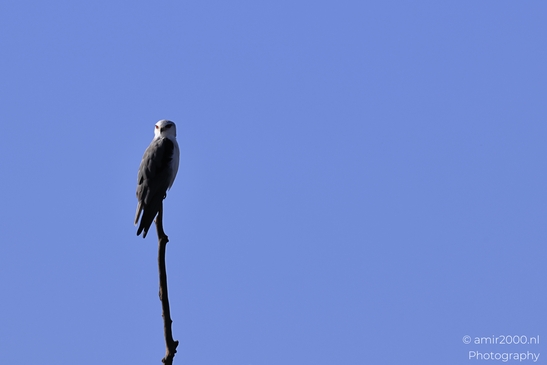 Black_Winged_Kite_Perched_In_Hula_Nature_Reserve_Birds_Photography_nature_Photography_Canon_EOS_R5_Mark_II_2025_003.JPG