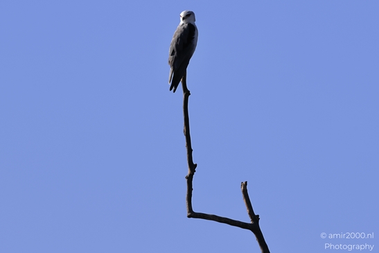 Black_Winged_Kite_Perched_In_Hula_Nature_Reserve_Birds_Photography_nature_Photography_Canon_EOS_R5_Mark_II_2025_004.JPG
