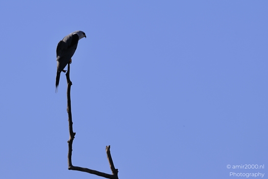 Black_Winged_Kite_Perched_In_Hula_Nature_Reserve_Birds_Photography_nature_Photography_Canon_EOS_R5_Mark_II_2025_005.JPG