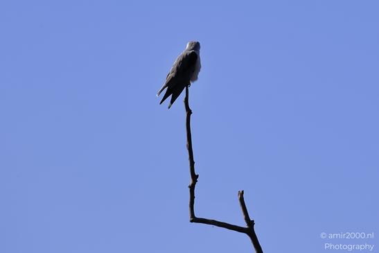 Black_Winged_Kite_Perched_In_Hula_Nature_Reserve_Birds_Photography_nature_Photography_Canon_EOS_R5_Mark_II_2025_006.JPG