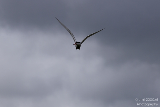 Black_headed_Seagull_in_mid_air_Birds_Photography_Nature_Photography_Canon_EOS_R5_Mark_II_2025_001.JPG