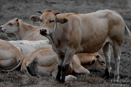 Blonde_Aquitaine_Cattle_Resting_Animal_Photography_Nature_Photography_Canon_EOS_R5_Mark_II_2025_002.JPG