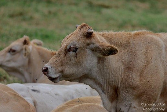 Blonde_Aquitaine_Cattle_Resting_Animal_Photography_Nature_Photography_Canon_EOS_R5_Mark_II_2025_003.JPG
