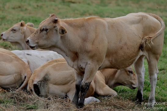 Blonde_Aquitaine_Cattle_Resting_Animal_Photography_Nature_Photography_Canon_EOS_R5_Mark_II_2025_004.JPG