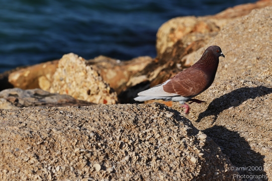 Brown_And_White_Pigeon_On_Rocky_Shoreline_In_Tel_Aviv_Birds_Photography_nature_Photography_Canon_EOS_R5_Mark_II_2025_001.JPG