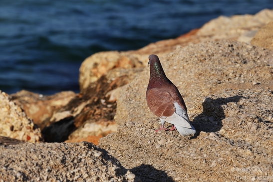 Brown_And_White_Pigeon_On_Rocky_Shoreline_In_Tel_Aviv_Birds_Photography_nature_Photography_Canon_EOS_R5_Mark_II_2025_002.JPG