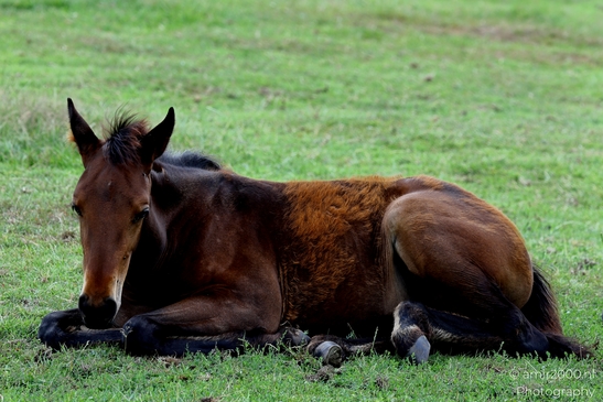 Brown_Foal_Resting_in_Field_Animal_Photography_Nature_Photography_Canon_EOS_R5_Mark_II_2025_001.JPG