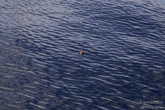Brown_leaf_drifting_on_rippled_water_surface_Flower_Photography_Nature_Photography_Canon_EOS_R5_Mark_II_2025_001.JPG