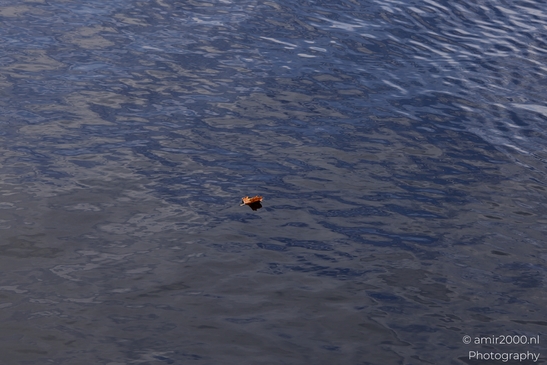 Brown_leaf_drifting_on_rippled_water_surface_Flower_Photography_Nature_Photography_Canon_EOS_R5_Mark_II_2025_002.JPG