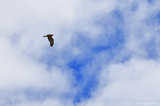 Buzzard_Gliding_Under_Broken_Clouds_In_Hula_Nature_Reserve_Birds_Photography_nature_Photography_Canon_EOS_R5_Mark_II_2025_001.JPG